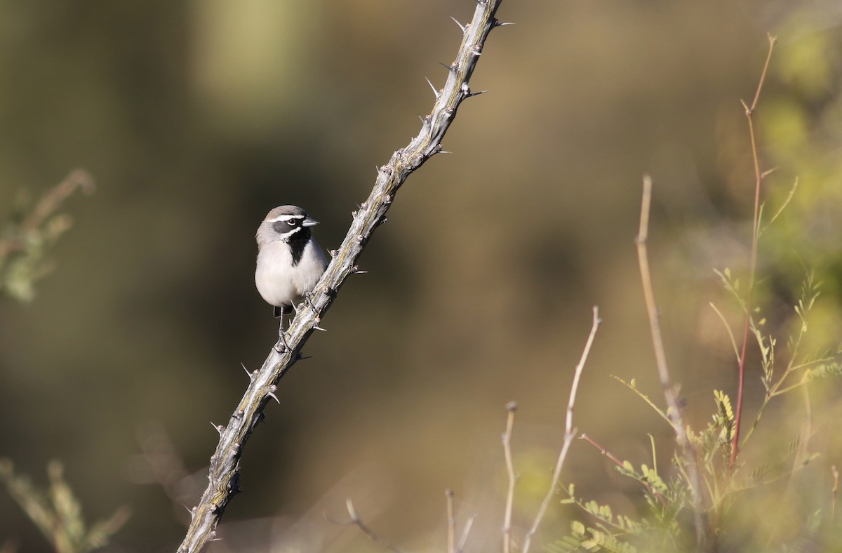 Black-throated Sparrow - ML626587333