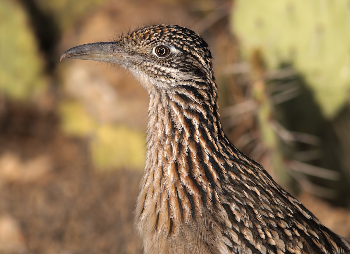 Greater Roadrunner - ML626587338