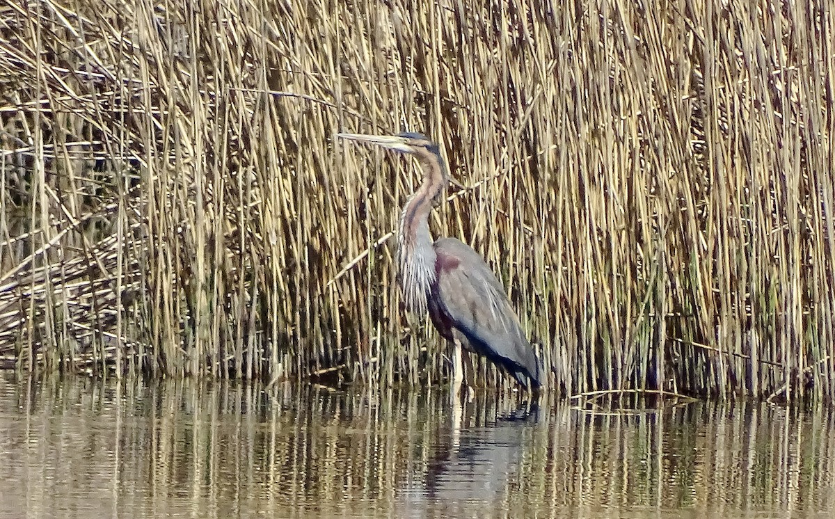 Purple Heron - ML626587455