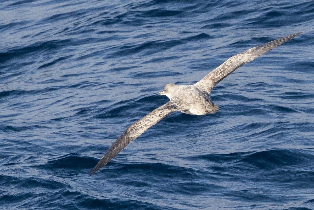 Gray Petrel - ML626587568