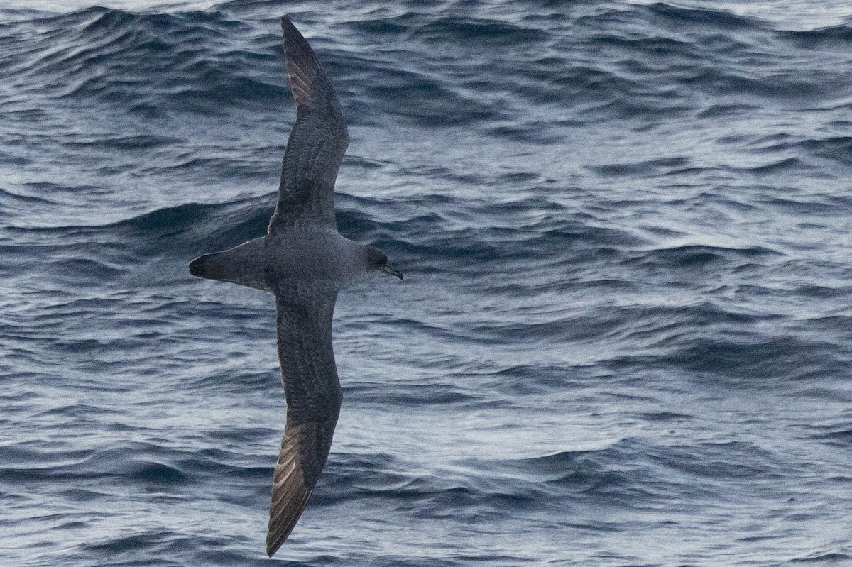 Gray Petrel - ML626587587