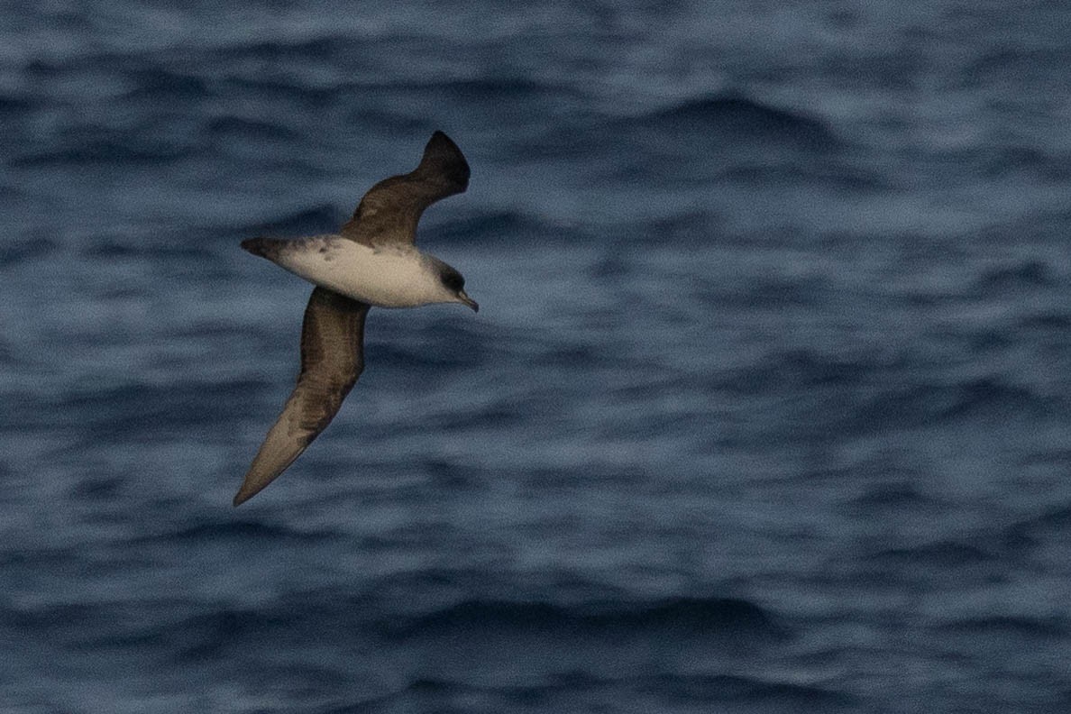 Gray Petrel - ML626587588