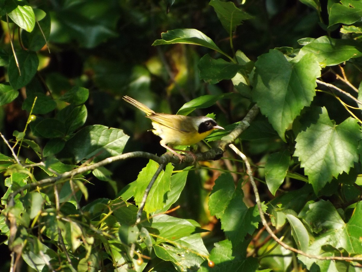 Common Yellowthroat - ML626587728