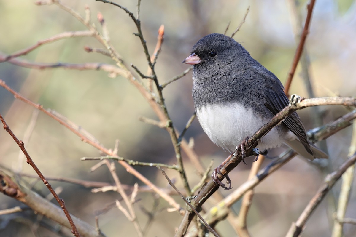 strnadec zimní (ssp. hyemalis/carolinensis) - ML626588018