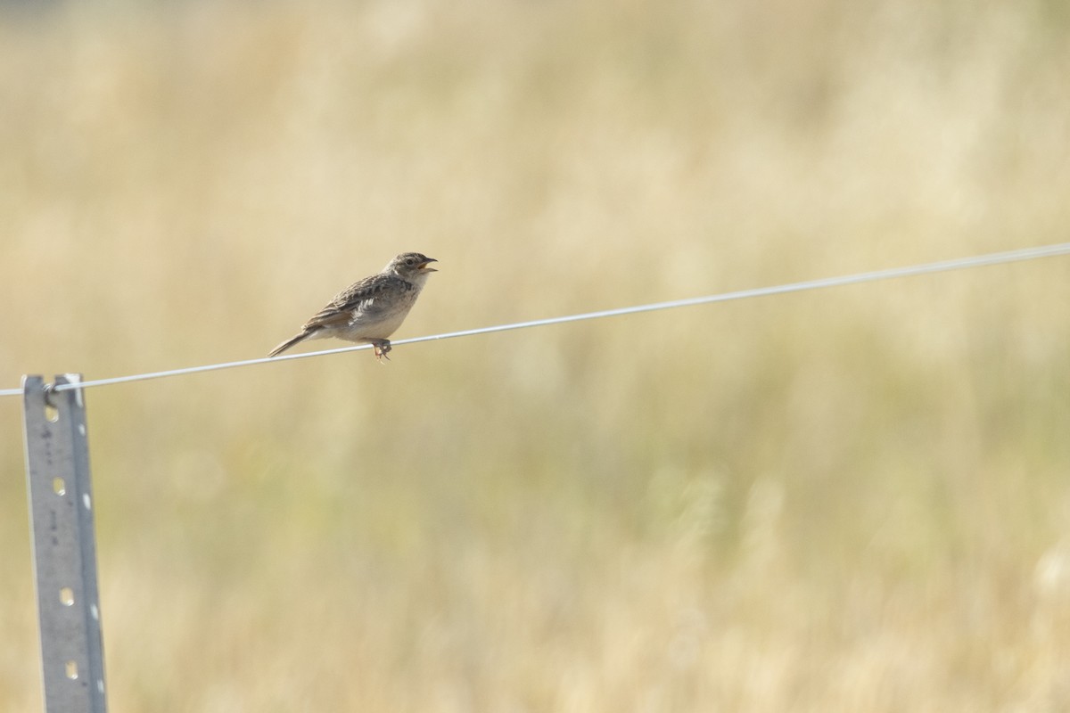 Singing Bushlark - ML626588253