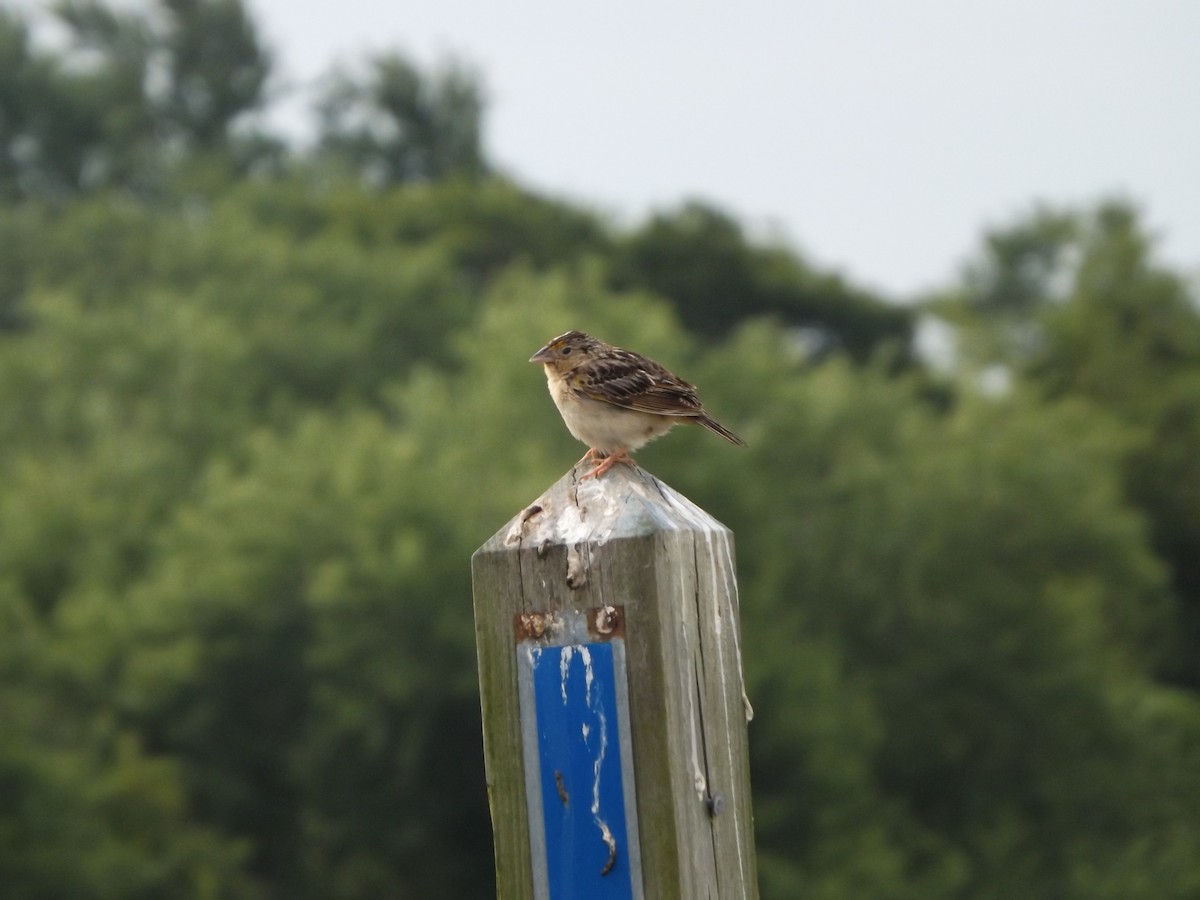 Grasshopper Sparrow - ML626588257
