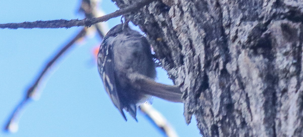 Brown Creeper - ML626588269