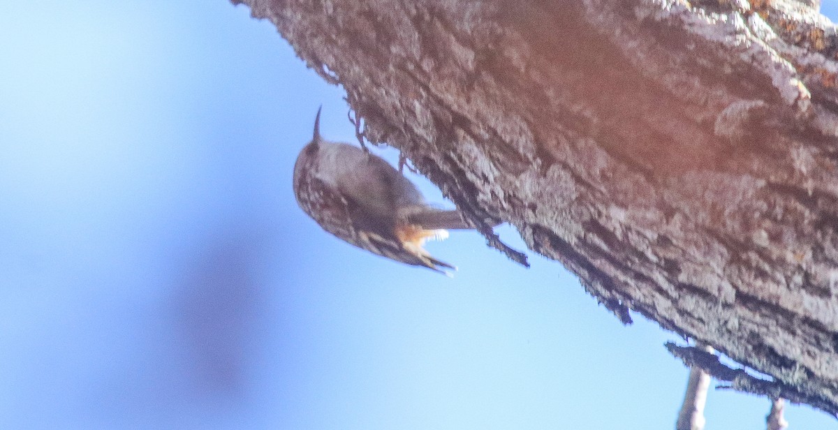 Brown Creeper - ML626588271