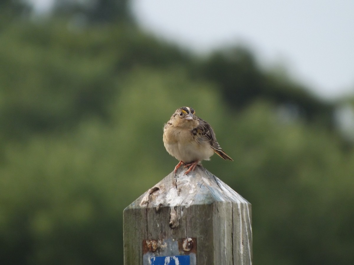 Grasshopper Sparrow - ML626588272
