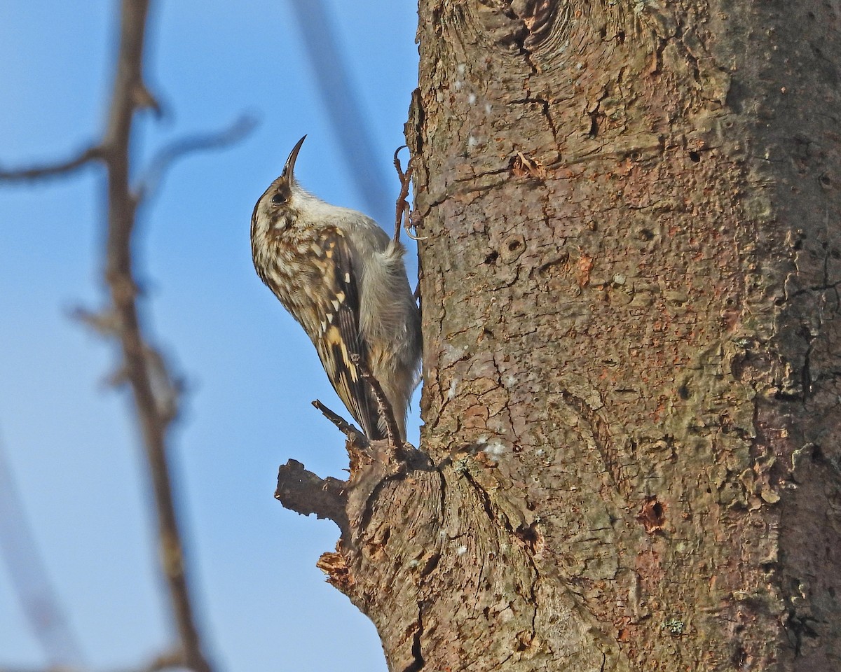 Brown Creeper - ML626588293