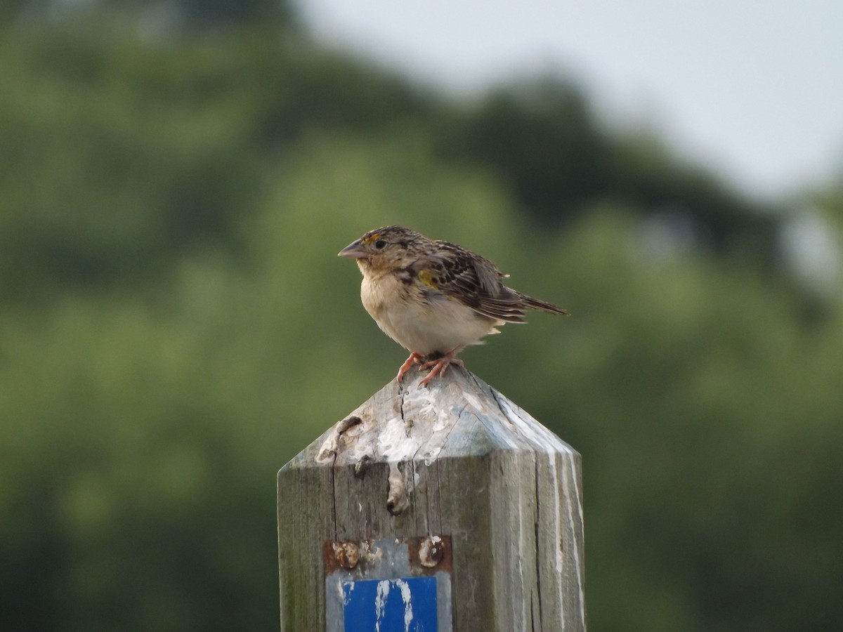 Grasshopper Sparrow - ML626588307