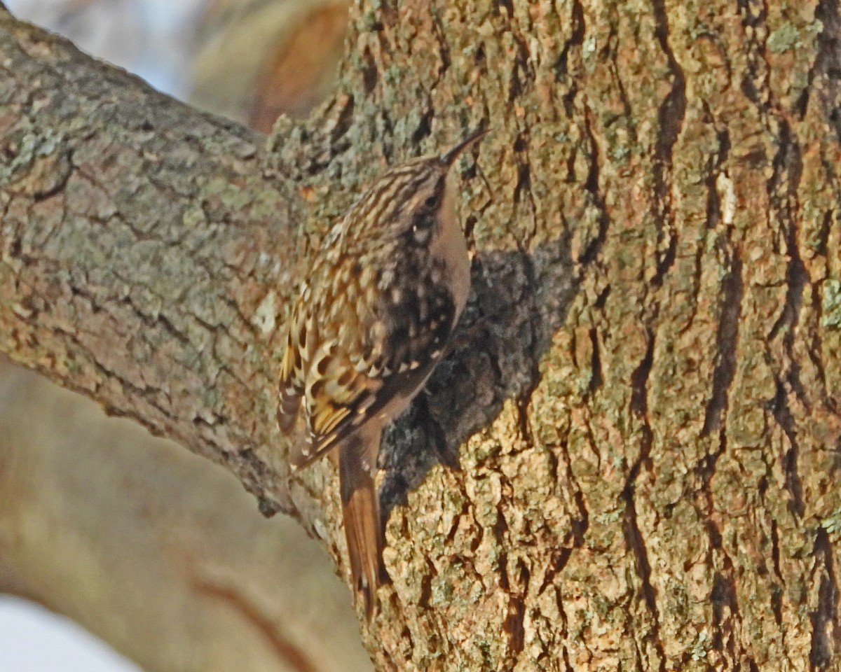 Brown Creeper - ML626588385