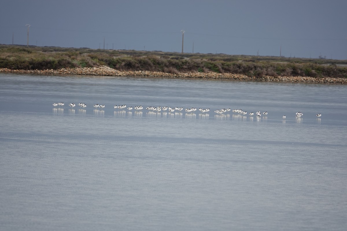 Pied Avocet - ML626588390