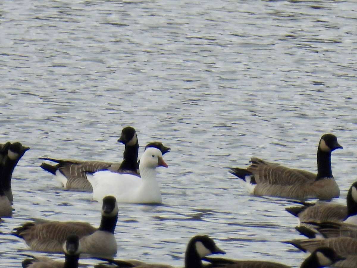 Ross's Goose - ML626588517