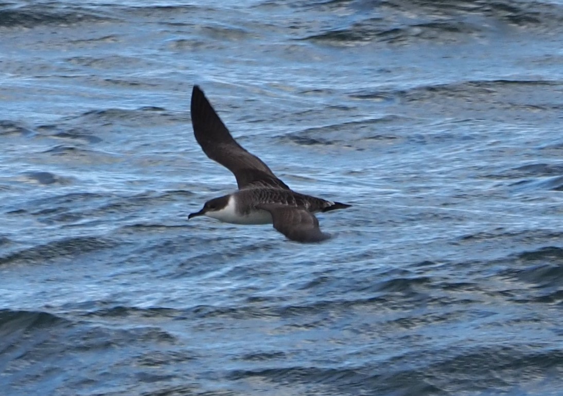 Great Shearwater - ML626588869