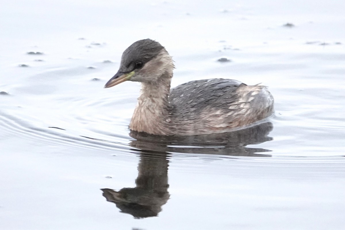 Little Grebe - ML626588922