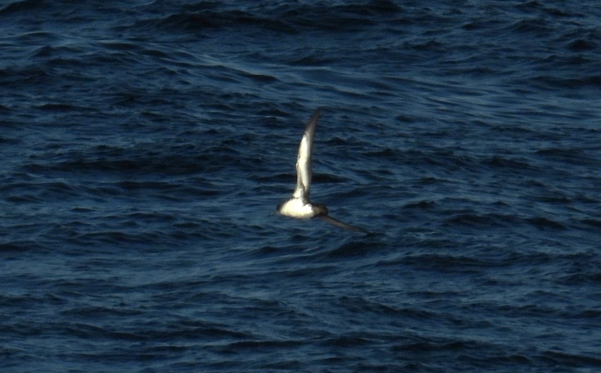 Black-vented Shearwater - ML626588971