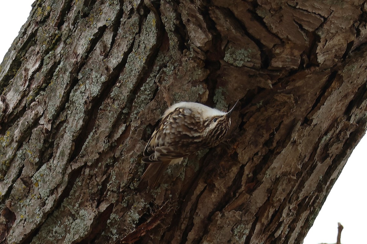 Brown Creeper - ML626588999