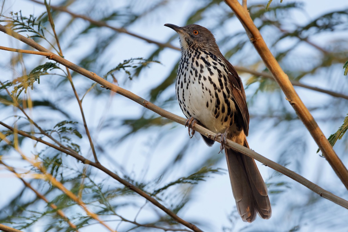 Long-billed Thrasher - ML626589115