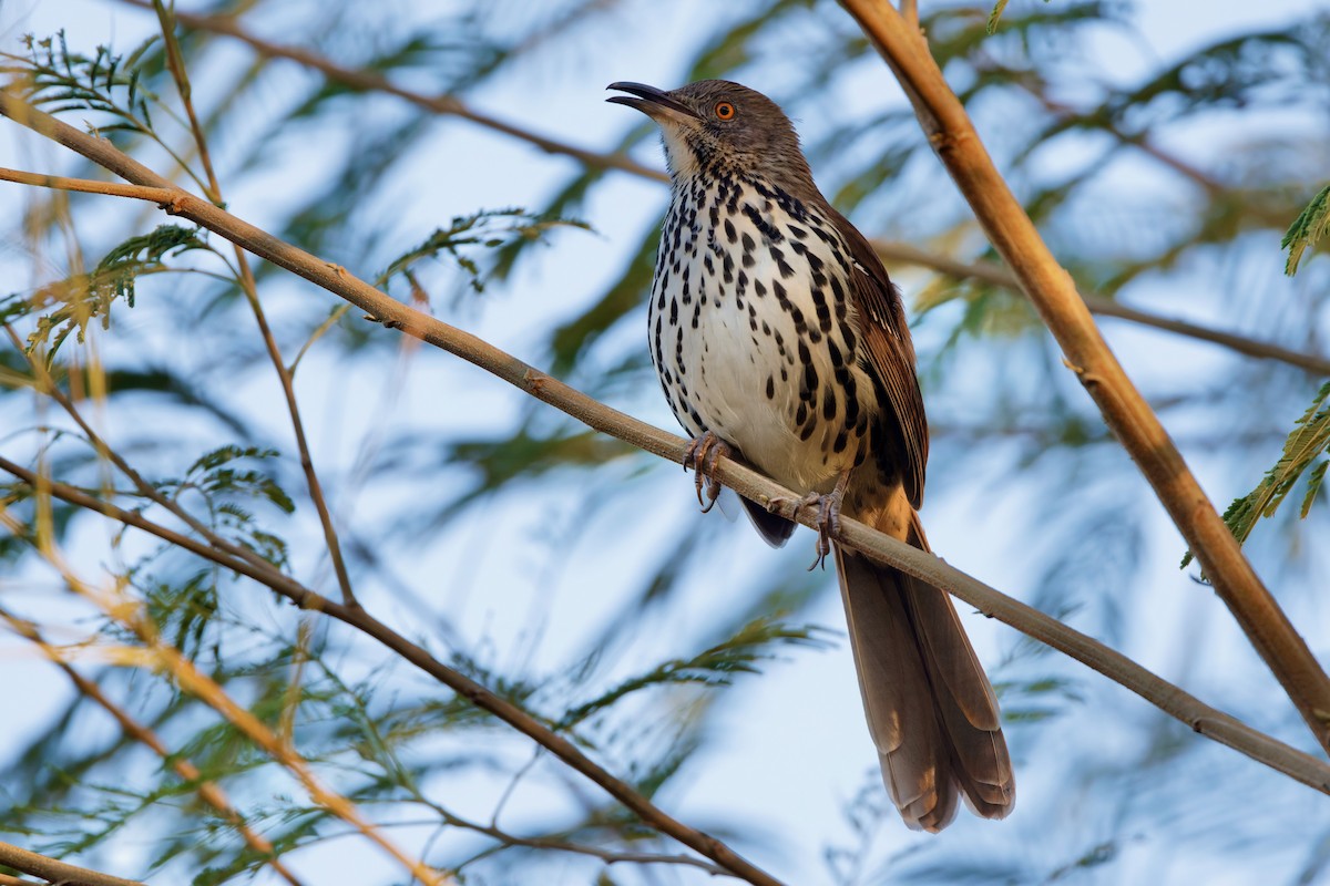 Long-billed Thrasher - ML626589152