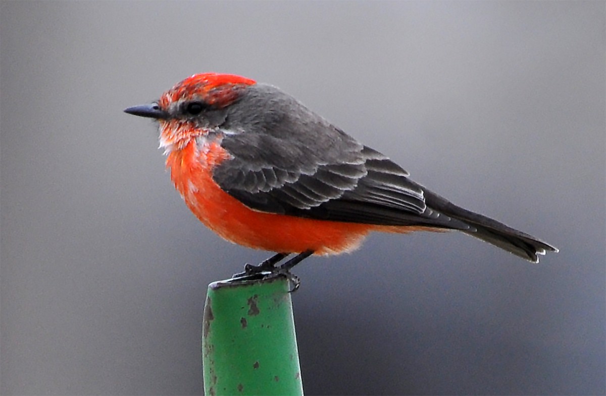 Vermilion Flycatcher - ML626589176
