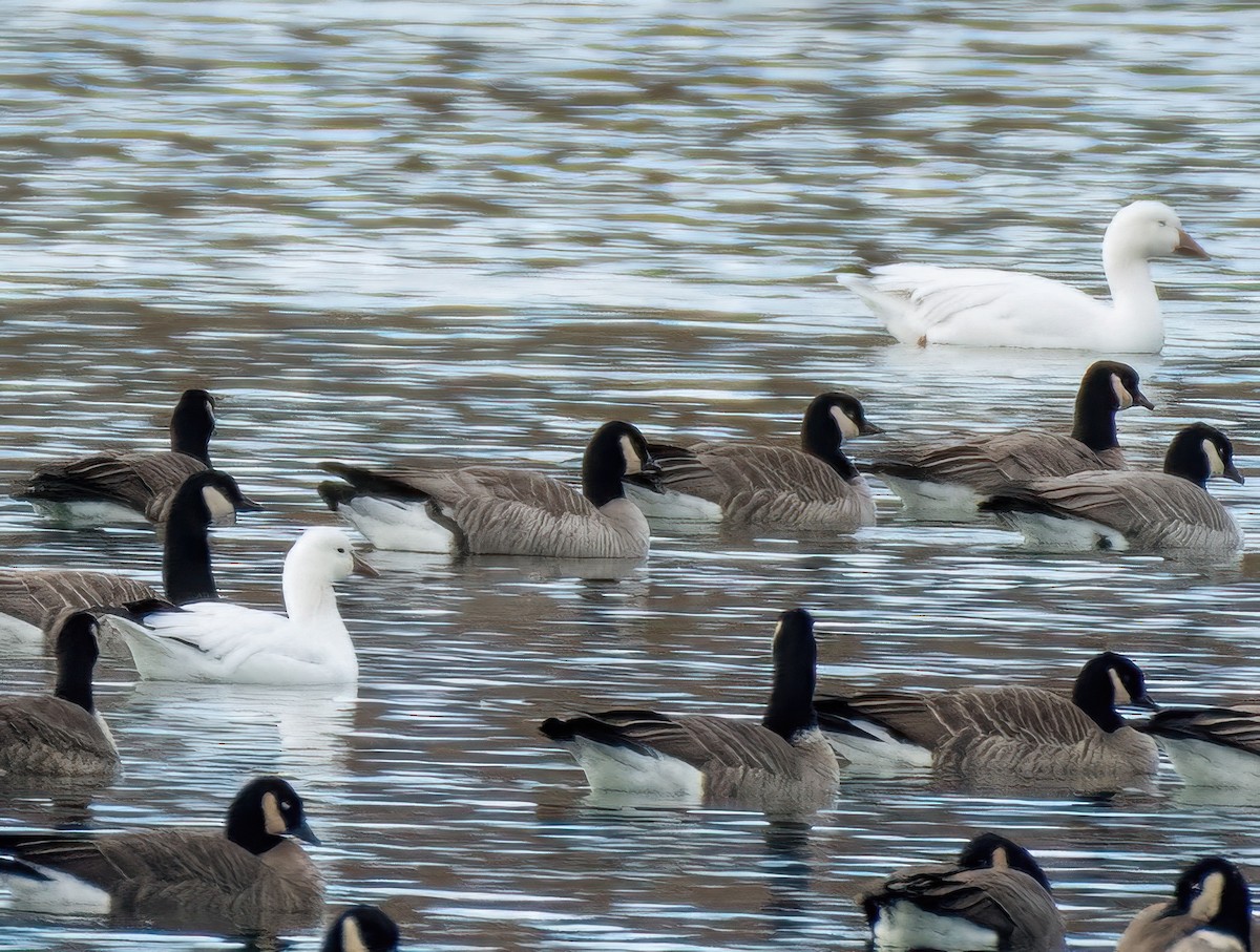 Ross's Goose - ML626589229