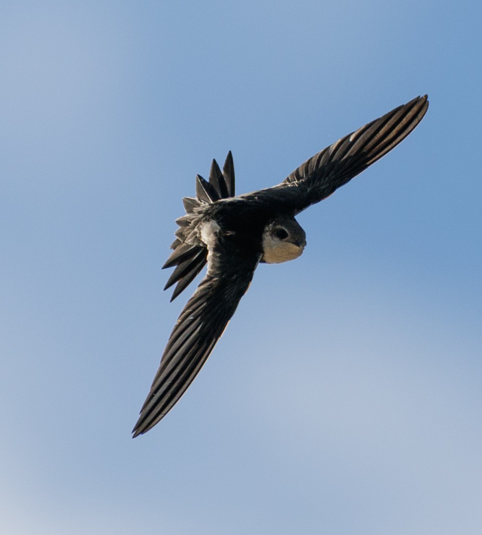 White-throated Swift - ML626589293