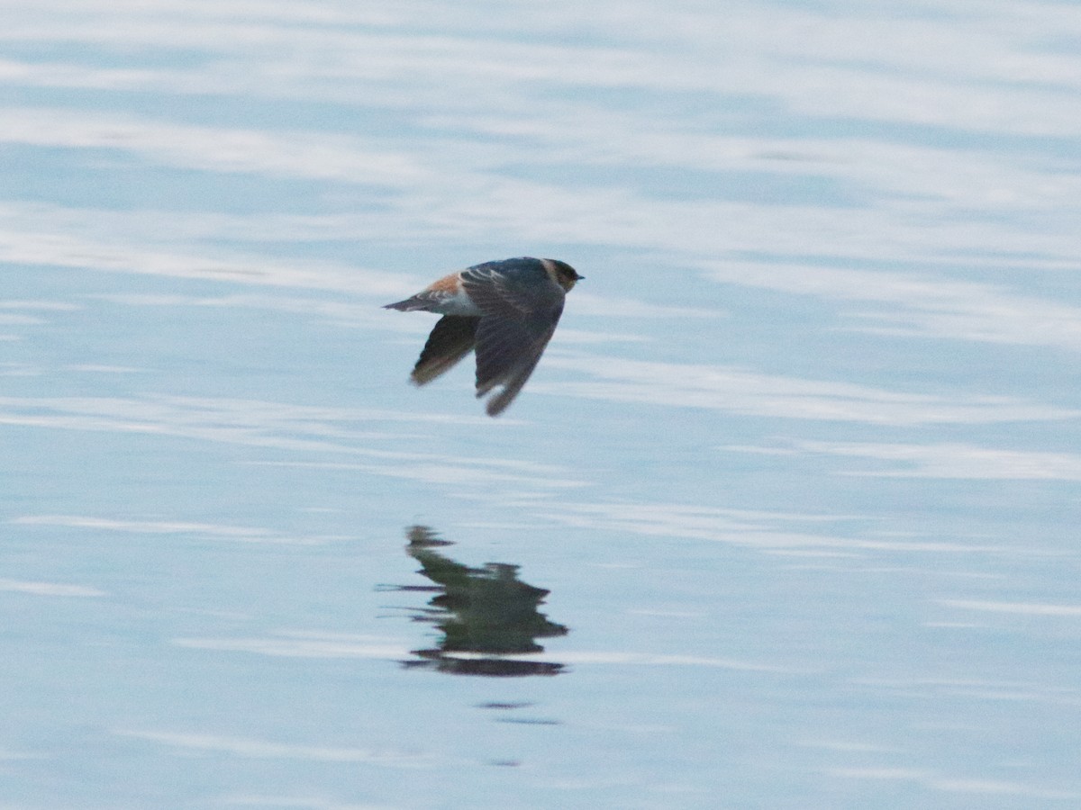 Cave Swallow - ML626589602