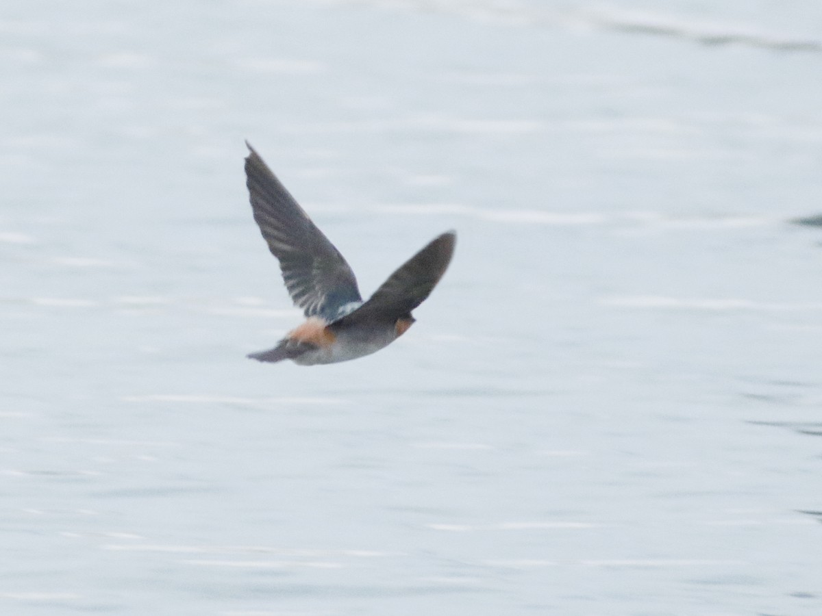 Cave Swallow - ML626589624