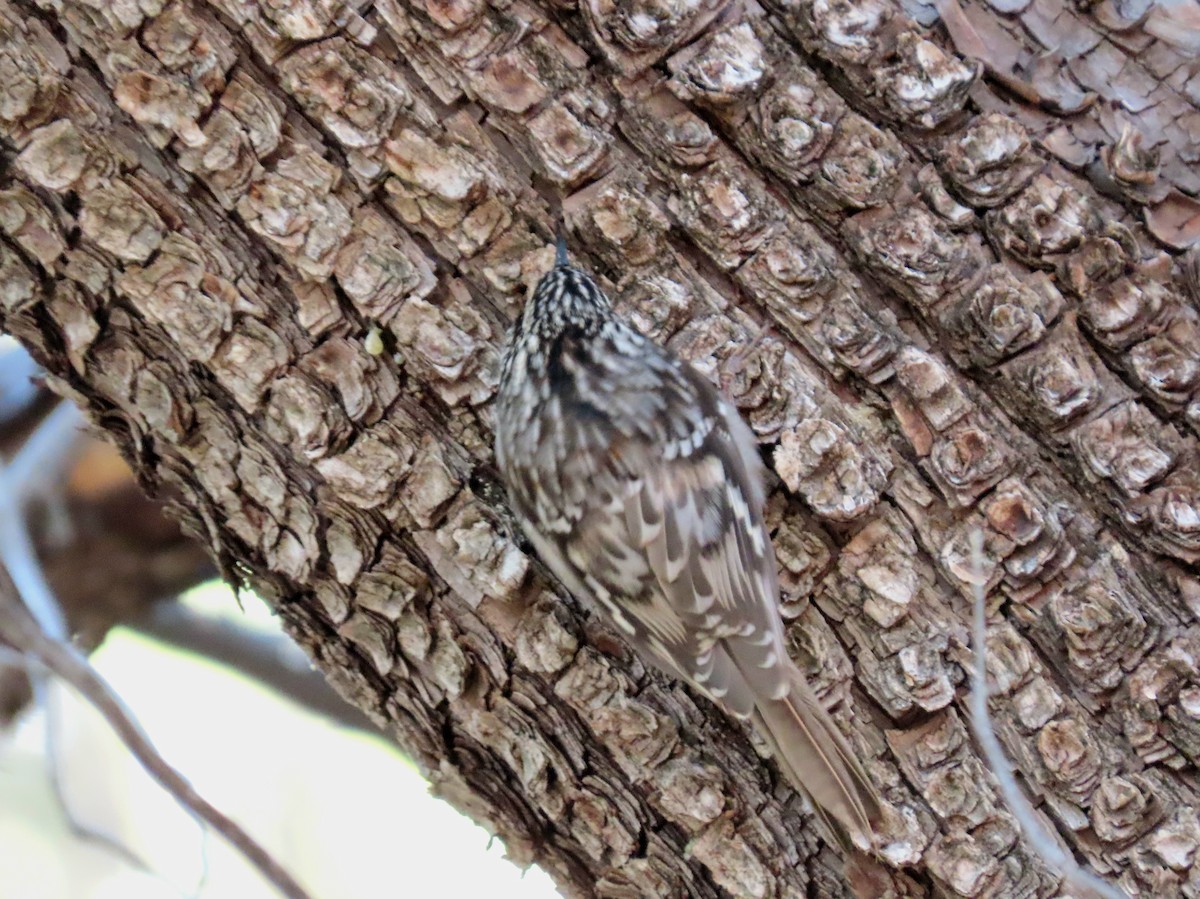 Brown Creeper - ML626589700