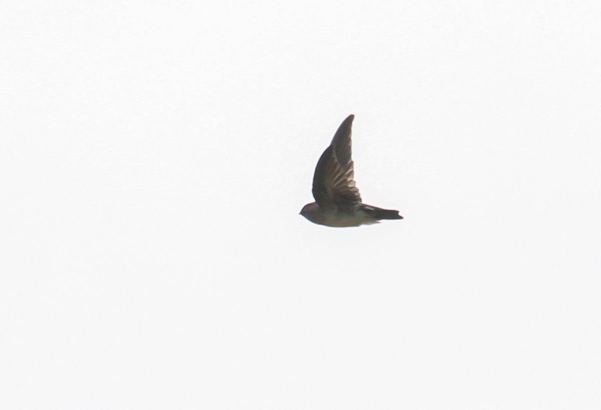 Drab Swiftlet - ML626589785