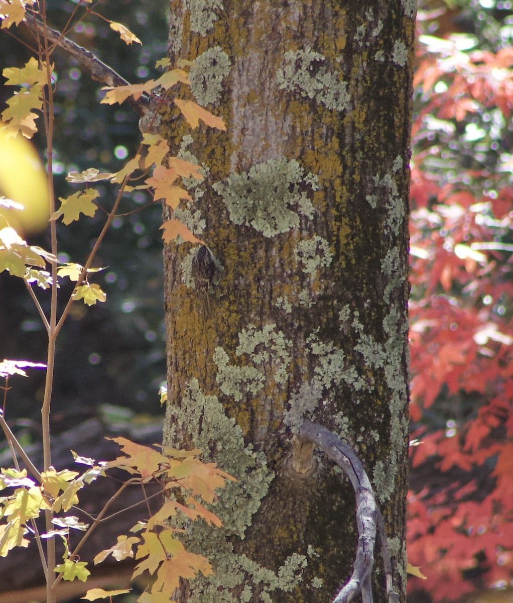 Brown Creeper - ML626589895