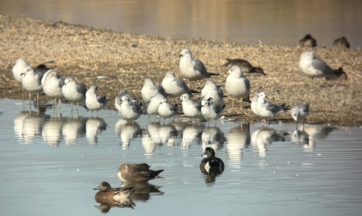 Bonaparte's Gull - ML626589958