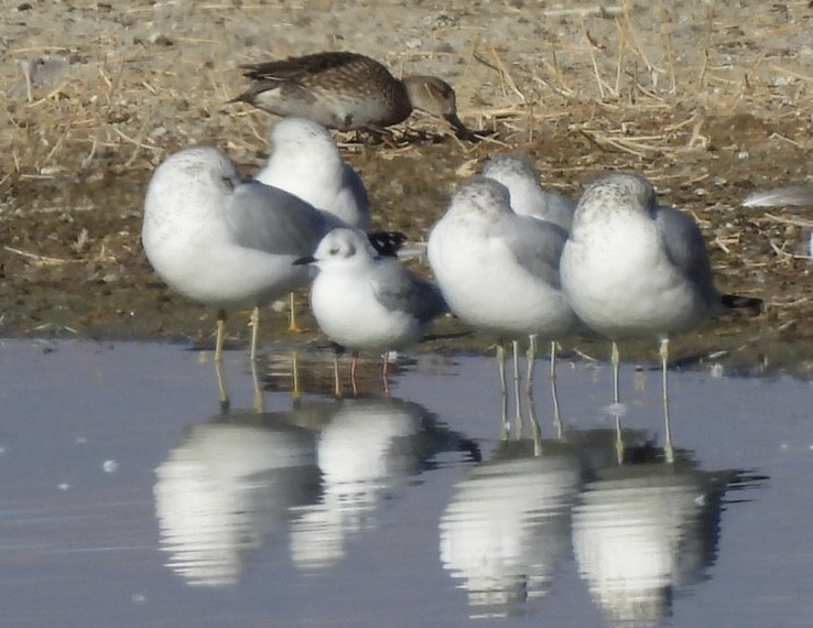 Bonaparte's Gull - ML626589959