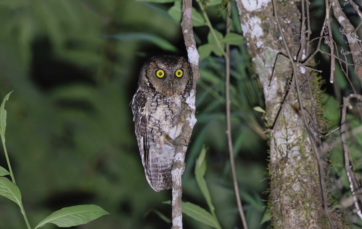 Montane Forest Screech-Owl - ML626589976