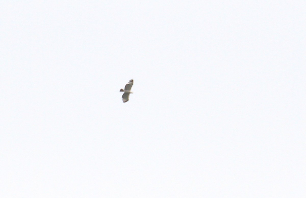 Flores Hawk-Eagle - ML626590009