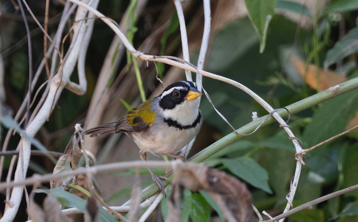 Moss-backed Sparrow - ML626590060