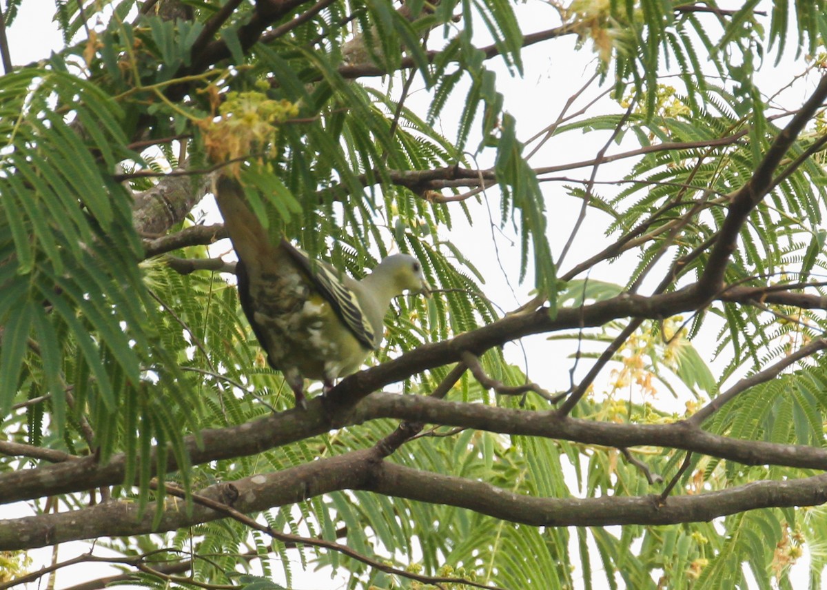 Flores Green-Pigeon - ML626590146