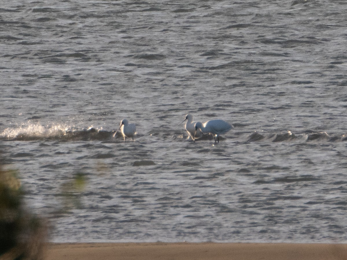 Black-faced Spoonbill - ML626590218