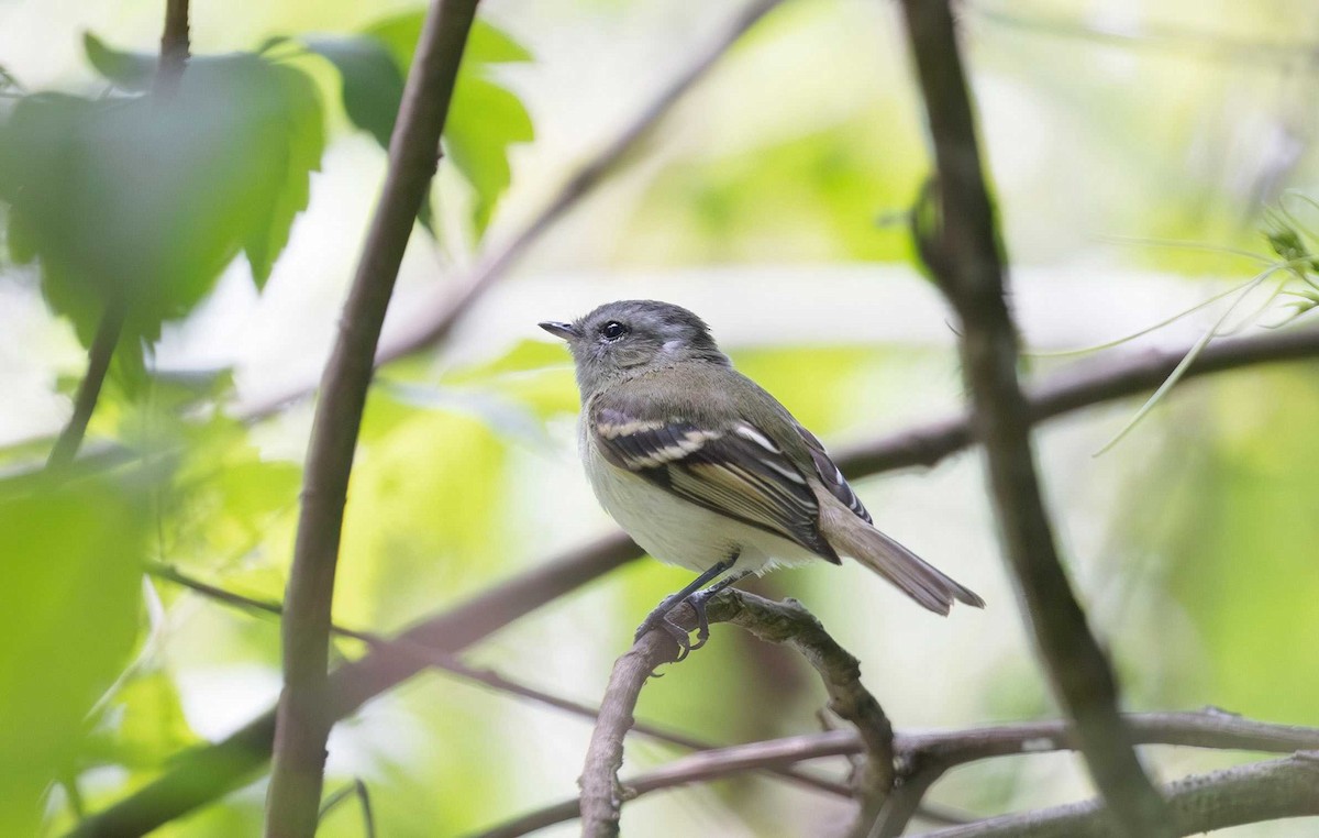 Buff-banded Tyrannulet - ML626590270