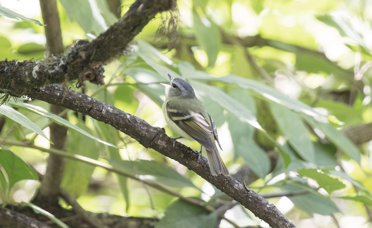 Buff-banded Tyrannulet - ML626590271