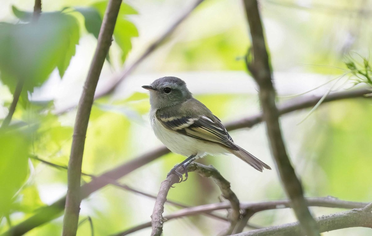 Buff-banded Tyrannulet - ML626590272