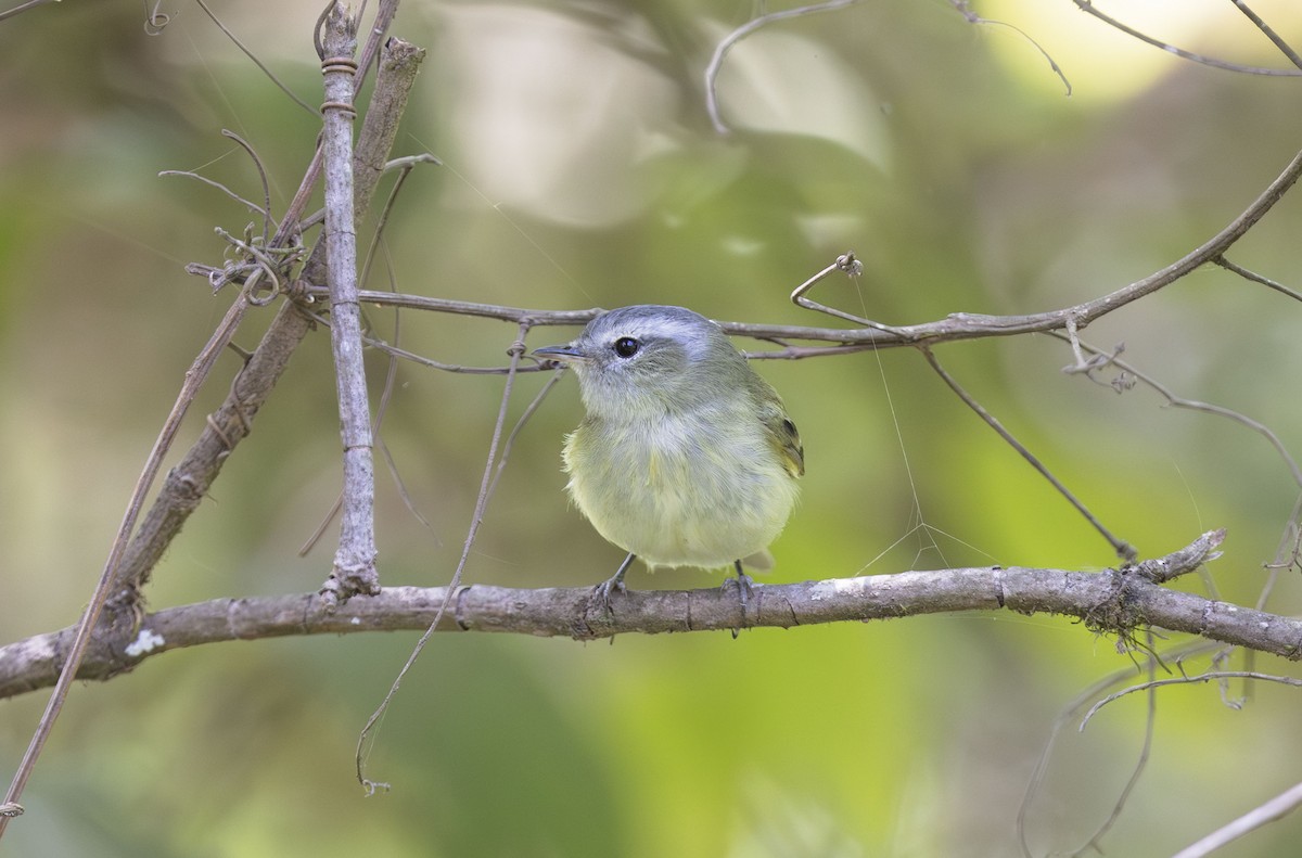 Buff-banded Tyrannulet - ML626590273