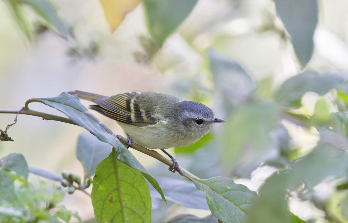 Buff-banded Tyrannulet - ML626590274