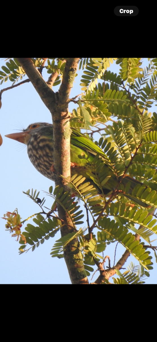 Kırçıllı Barbet - ML626590543