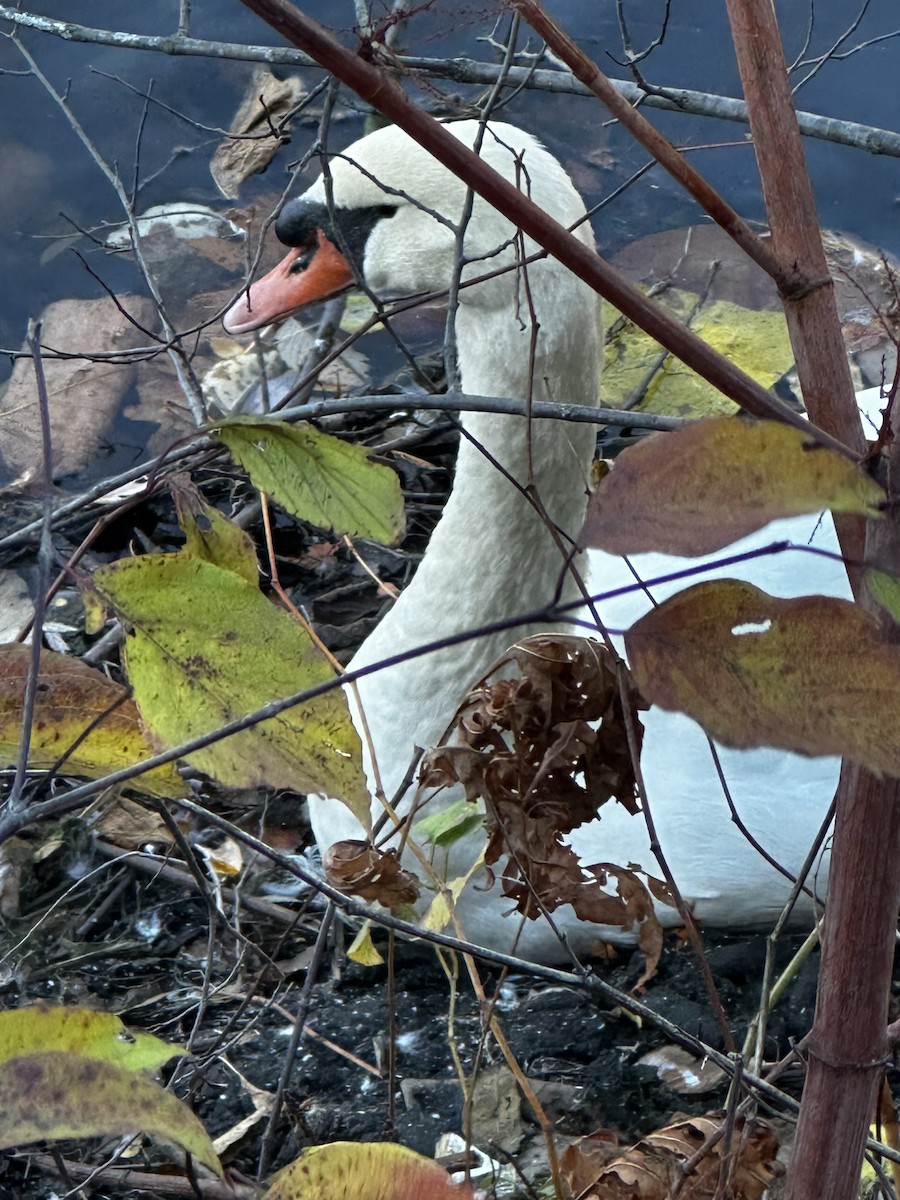 Mute Swan - ML626590689