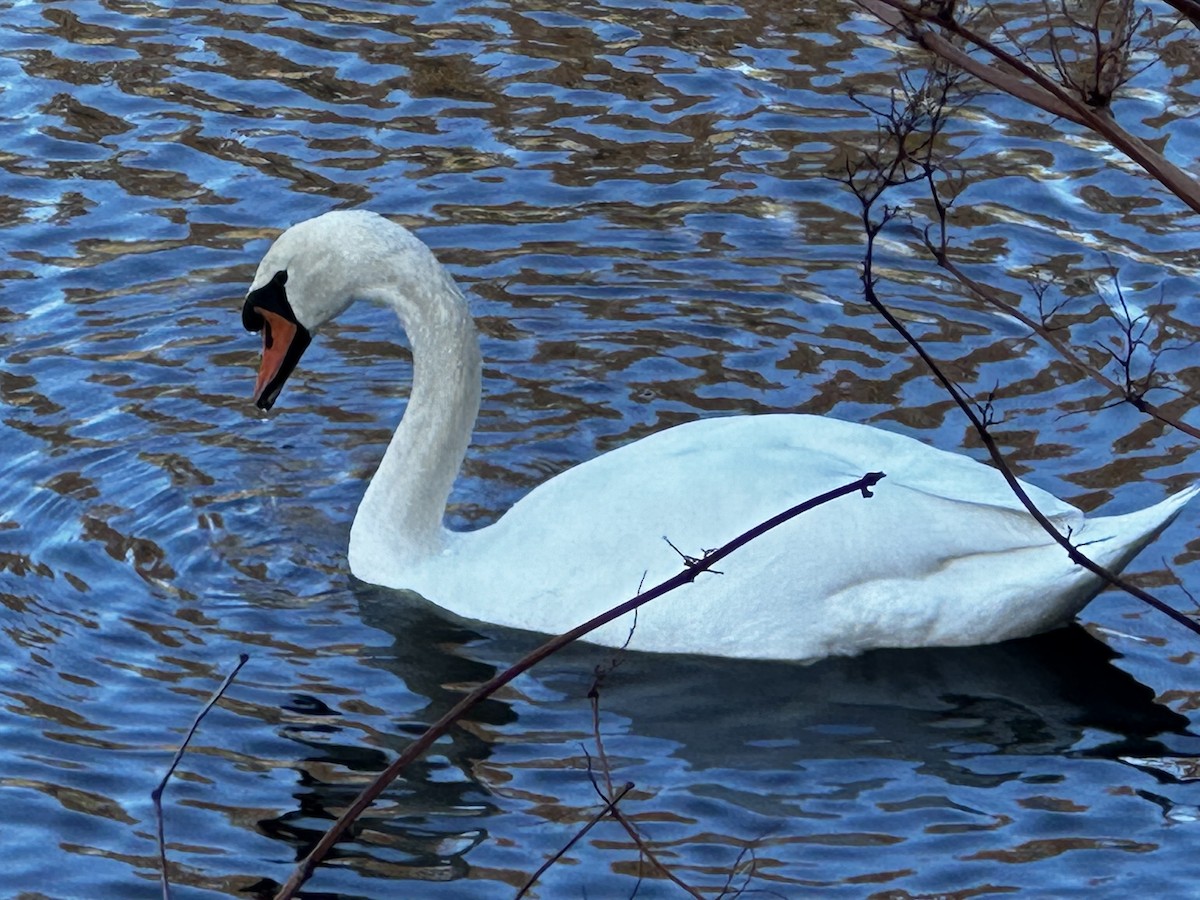 Mute Swan - ML626590690