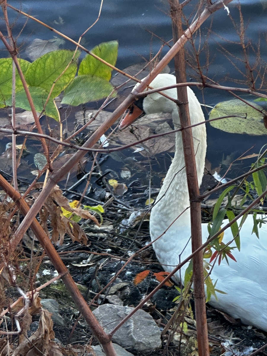 Mute Swan - ML626590691