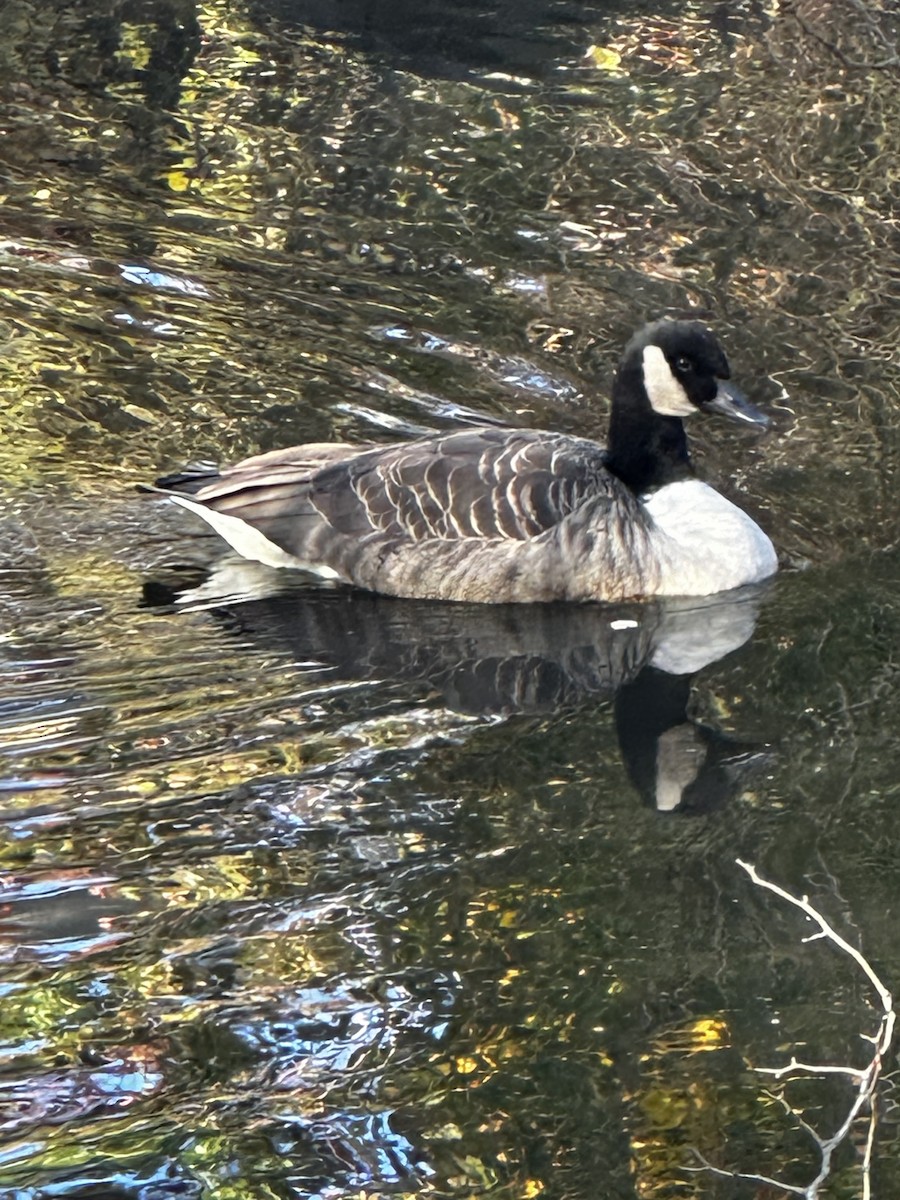 Mute Swan - ML626590692