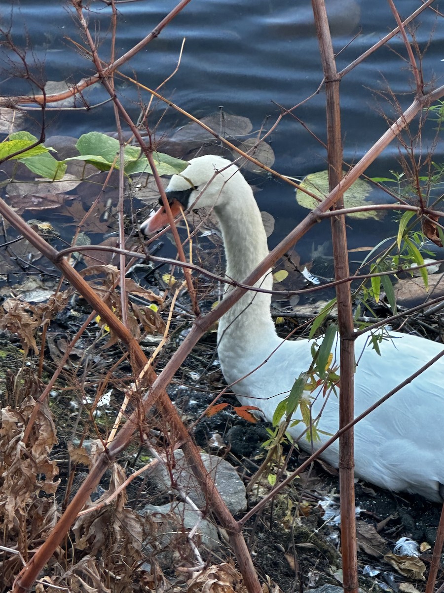 Mute Swan - ML626590693